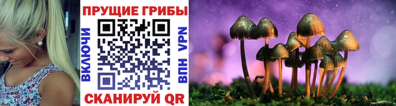 цена наркотик Талица Псилоцибиновые грибы Psilocybine cubensis